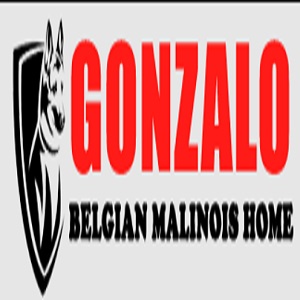 Avatar: Gonzalo Belgian Malinois